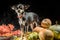 Beautiful puppy sitting in front of a bunch of pumpkins