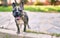 Beautiful puppy spotted french bulldog happy at the park outdoors