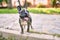 Beautiful puppy spotted french bulldog happy at the park outdoors