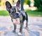 Beautiful puppy spotted french bulldog happy at the park outdoors