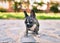 Beautiful puppy spotted french bulldog happy at the park outdoors