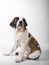 Beautiful puppy of St. Bernard 4 months full length sitting in profile on white background