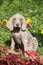 Beautiful puppy of Weimaraner Vorsterhund