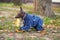 Beautiful puppy Xoloitzcuintli in the autumn forest playing with a yellow leaf