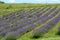 Beautiful puprle lavender rows on a field
