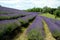 Beautiful puprle lavender rows on a field