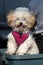 Beautiful pure breed bichon frise dog