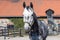 Beautiful pure breed dapple grey horse in a corral. Thoroughbred horses feed and drink in paddock.