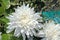 Beautiful pure white chrysanth