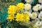 Beautiful pure white and yellow chrysanths - economic flower plant