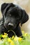 Beautiful purebred black Labrador puppy is lying on the summer g