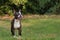 Beautiful purebred Boston Terrier posing in garden full body copyspace