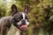 Beautiful purebred Boston Terrier posing in garden portrait copyspace