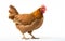 beautiful purebred brown chicken on white background