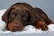 Beautiful purebred brown Doberman puppy very sad, put his head a