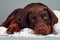 Beautiful purebred brown Doberman puppy very sad, put his head a