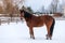 Beautiful purebred brown horse on snow in winter