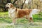 Beautiful purebred dog Golden Retriever standing