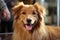 A beautiful purebred dog looking directly into the camera lens, close-up portrait