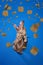 Beautiful purebred dog, Weimaraner sitting over blue background with dog's food falling down, eating