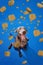 Beautiful purebred dog, Weimaraner sitting over blue background with dog's food falling down. Looking happy and