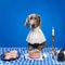 Beautiful, purebred dog, Weimaraner sitting at the table and having dinner, eating dog's food and chicken legs