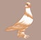 Beautiful purebred dove cartoon illustration