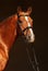 Beautiful purebred dressage horse portrait in dark stable