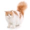 Beautiful purebred fluffy proud cat,