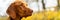 Beautiful purebred hungarian vizsla dog outdoors headshot. Vizsla hunting pointer dog lying down outside side view banner.