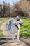 Beautiful purebred husky dog walks in the Park with his tongue hanging out