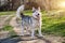 Beautiful purebred husky dog walks in the Park with his tongue hanging out
