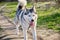 Beautiful purebred husky dog walks in the Park with his tongue hanging out