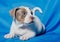 Beautiful purebred little puppy on a blue background