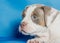Beautiful purebred little puppy on a blue background