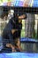 Beautiful Purebred Rottweiler dog in cage