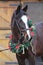 Beautiful purebred saddle horse wearing colorful christmas wreath on advent weekend at rural equestrian club