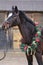 Beautiful purebred saddle horse wearing colorful christmas wreath on advent weekend at rural equestrian club