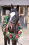 Beautiful purebred saddle horse wearing colorful christmas wreath on advent weekend at rural equestrian club