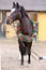 Beautiful purebred saddle horse wearing colorful christmas wreath on advent weekend at rural equestrian club