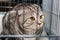 Beautiful purebred scottish cat in the cage at exhibition