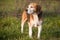 Beautiful purebred smart beagle hunting dog in summer pasture