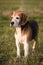 Beautiful purebred smart beagle hunting dog in summer pasture