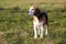 Beautiful purebred smart beagle hunting dog in summer pasture