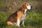 Beautiful purebred smart beagle hunting dog in summer pasture