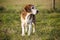 Beautiful purebred smart beagle hunting dog in summer pasture