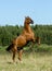 Beautiful purebred stallion rearing on freedom