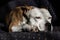 Beautiful purebred terrier sleeping on a bed