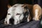 Beautiful purebred terrier sleeping on a bed