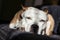 Beautiful purebred terrier sleeping on a bed